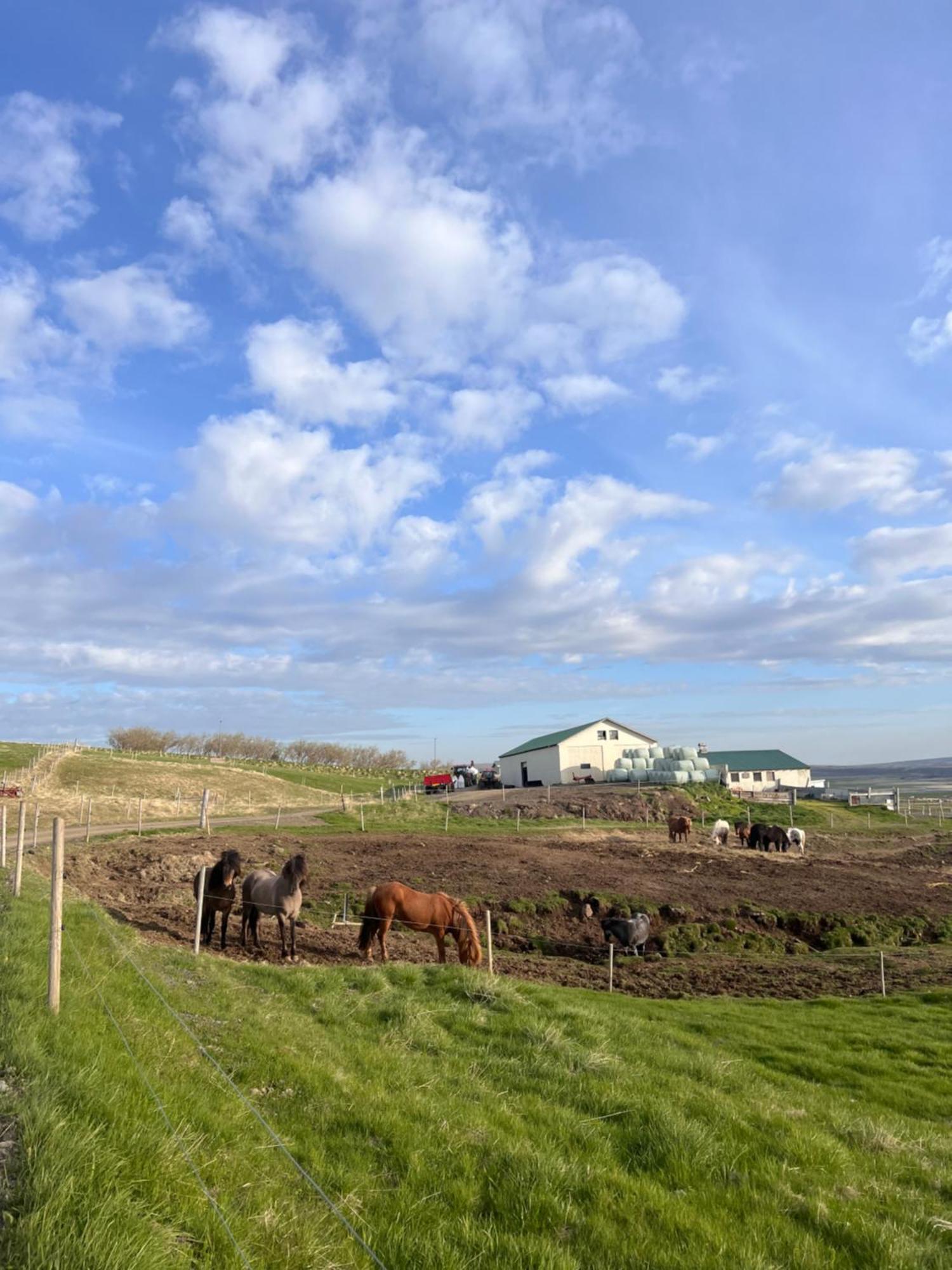 Stora-Asgeirsa Horse Farm Stay Vithigerthi Exterior photo