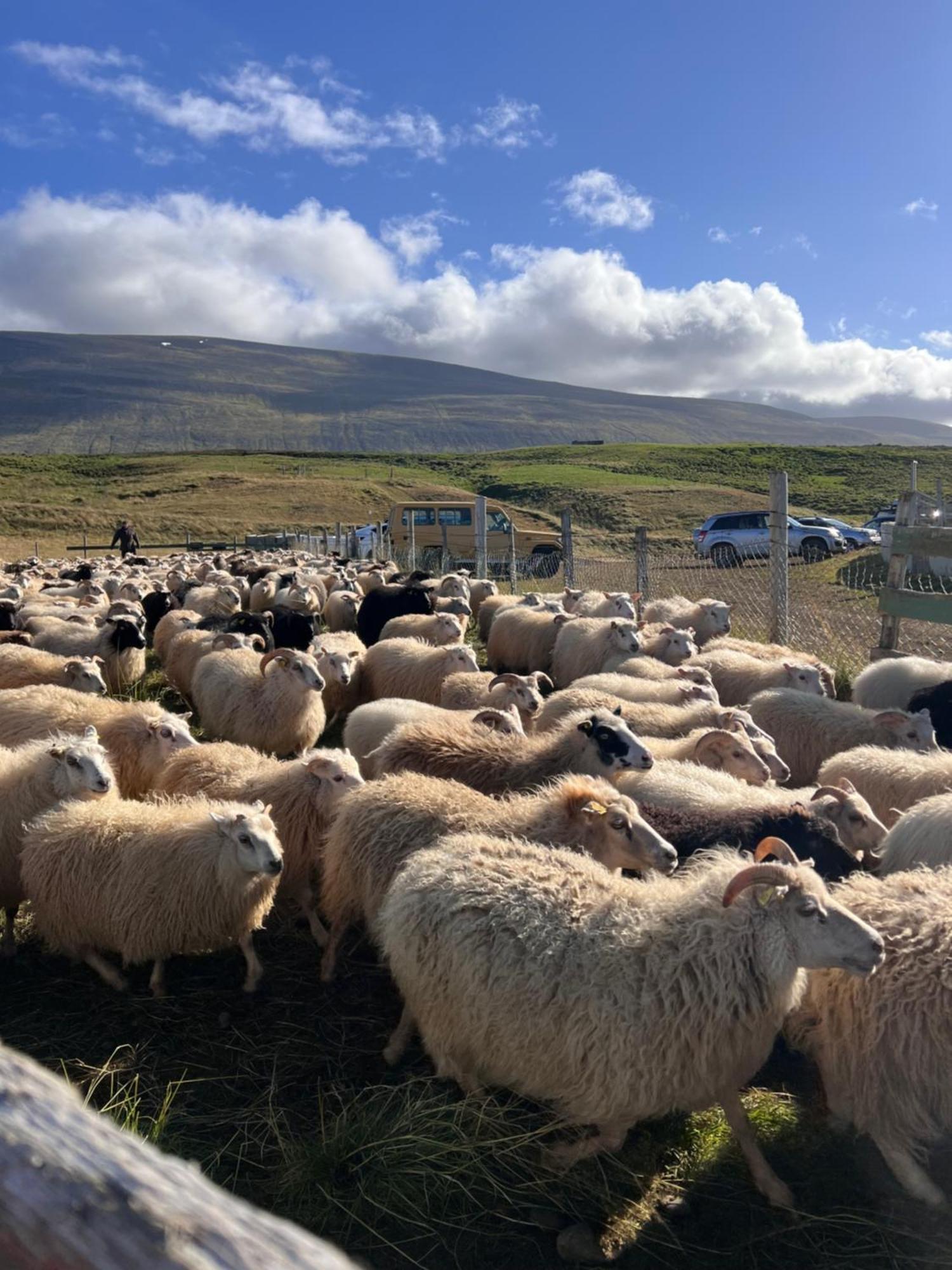 Stora-Asgeirsa Horse Farm Stay Vithigerthi Exterior photo